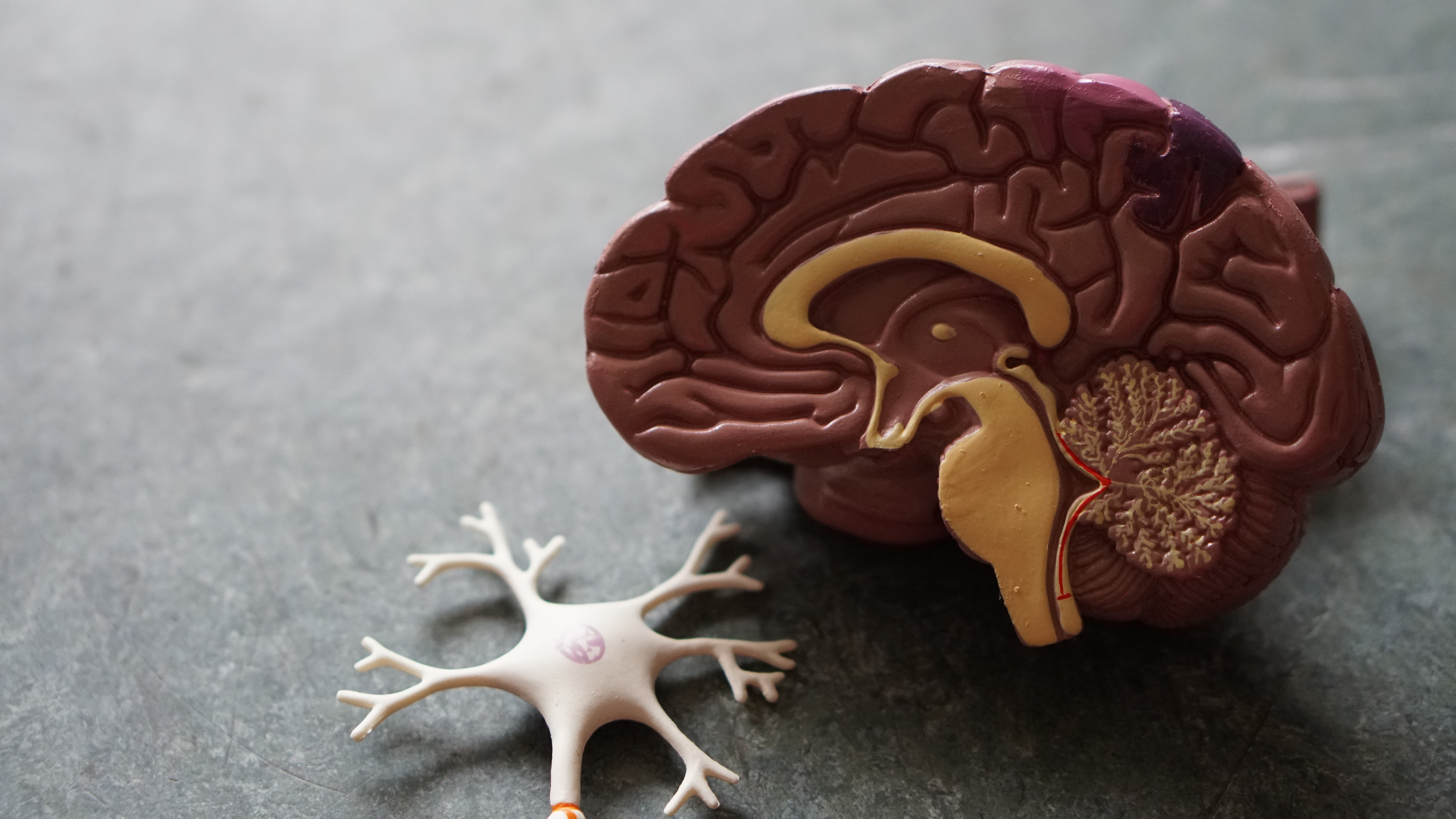 ¿Cuánto tiempo puede vivir una persona con un tumor maligno en el cerebro?
